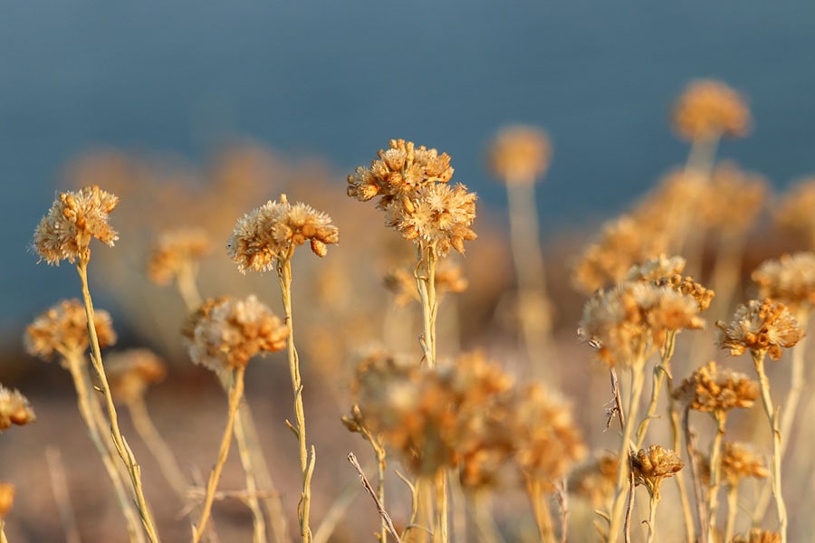 Close-up of dried wildflowers.